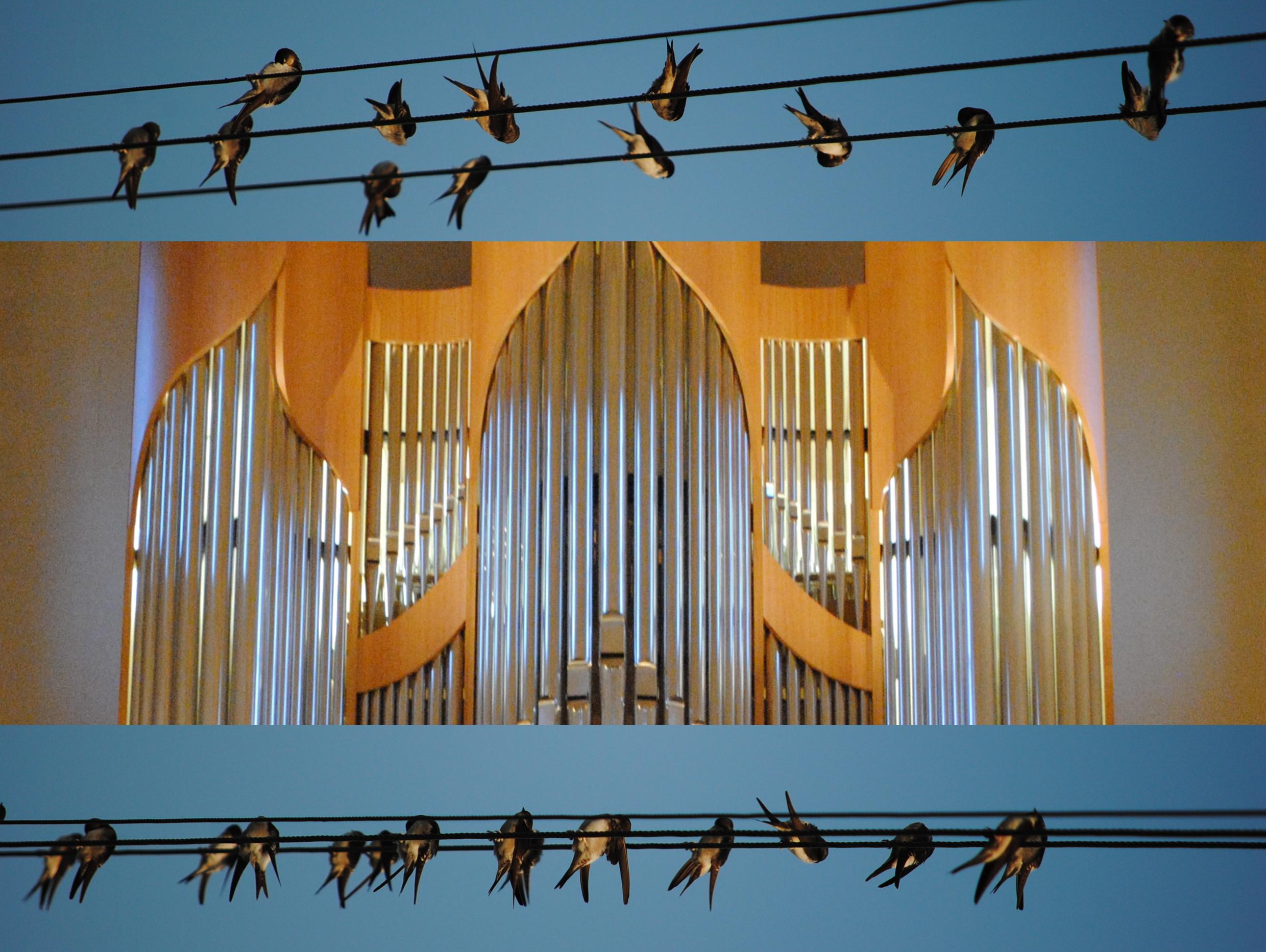 Vogelstimmen KonzertEule Orgel becrima 