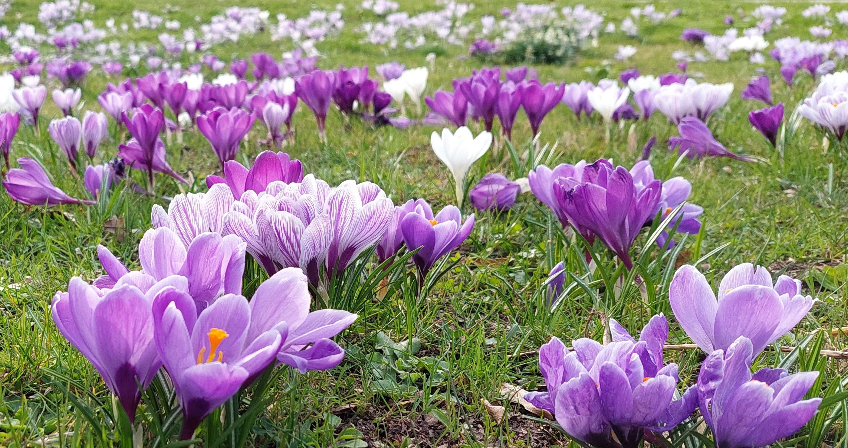 KrokusseBAD03 2022Slide becrima 