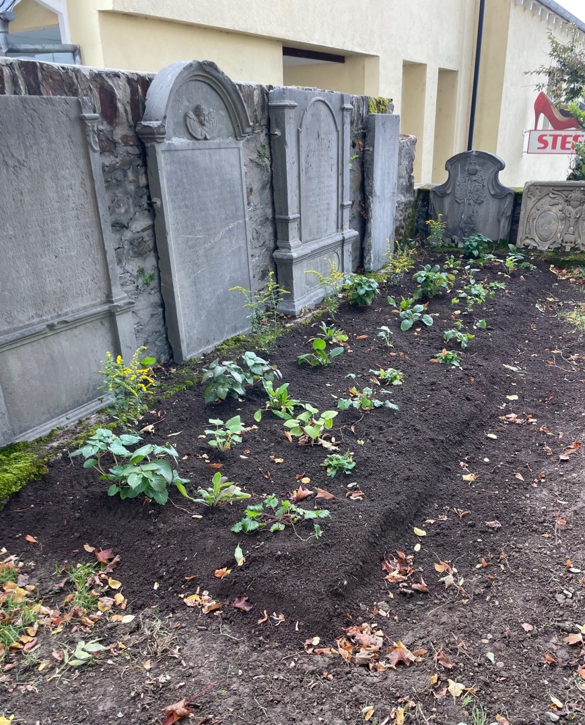 03 Insektenfreundliches Beet Stoltefaut